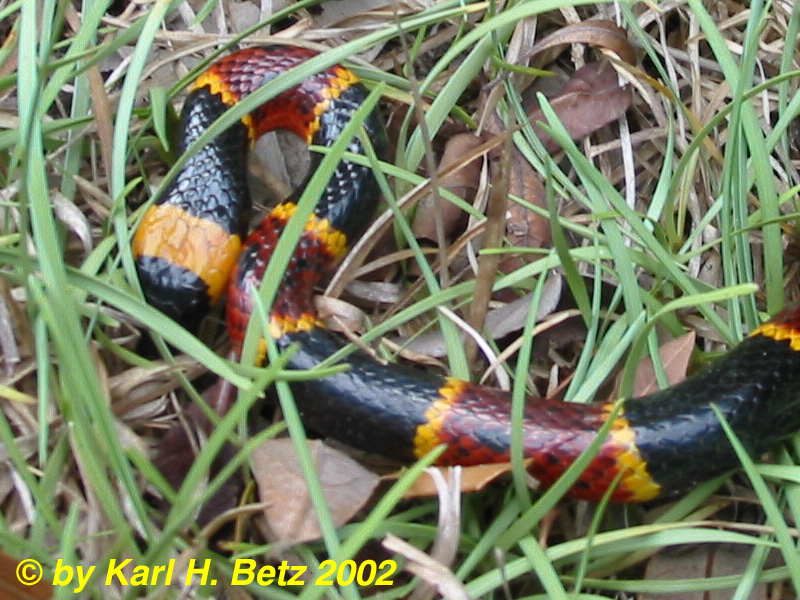 Coral Snake 020427.jpg [251 Kb]